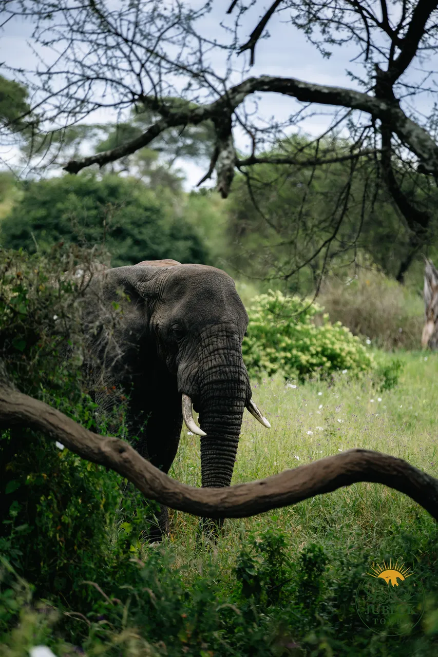 Elephant reaching into an acacia tree